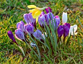 MORTON HALL, WORCESTERSHIRE: CROCUS PICKWICK, FLOWER RECORD, JOAN OF ARC AND NARCISSUS IN THE PARKLAND MEADOW. CROCUSES, CROCI, FEBRUARY, SUNRISE, MEADOWS, NATURALISED, MASSES