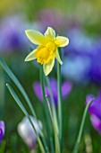 MORTON HALL, WORCESTERSHIRE: YELLOW FLOWERS OF DAFFODIL IN THE PARKLAND MEADOW. CROCUSES, CROCI, FEBRUARY, SUNRISE, MEADOWS, NATURALISED, MASSES