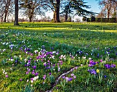 MORTON HALL, WORCESTERSHIRE: WHITE AND PURPLE CROCUS IN THE PARKLAND MEADOW. CROCUSES, CROCI, FEBRUARY, SUNRISE, MEADOWS, NATURALISED, MASSES