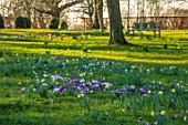 MORTON HALL, WORCESTERSHIRE: WHITE AND PURPLE CROCUS IN THE PARKLAND MEADOW. CROCUSES, CROCI, FEBRUARY, SUNRISE, MEADOWS, NATURALISED, MASSES