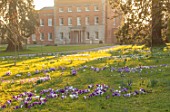 MORTON HALL, WORCESTERSHIRE: WHITE AND PURPLE CROCUS IN THE PARKLAND MEADOW. CROCUSES, CROCI, FEBRUARY, SUNSET, MEADOWS, NATURALISED, MASSES, HALL BEHIND