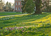 MORTON HALL, WORCESTERSHIRE: WHITE AND PURPLE CROCUS IN THE PARKLAND MEADOW. CROCUSES, CROCI, FEBRUARY, SUNSET, MEADOWS, NATURALISED, MASSES, HALL BEHIND