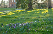 MORTON HALL, WORCESTERSHIRE: WHITE AND PURPLE CROCUS IN THE PARKLAND MEADOW. CROCUSES, CROCI, FEBRUARY, MEADOWS, NATURALISED, MASSES, HALL BEHIND