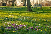 MORTON HALL, WORCESTERSHIRE: WHITE AND PURPLE CROCUS IN THE PARKLAND MEADOW. CROCUSES, CROCI, FEBRUARY, MEADOWS, NATURALISED, MASSES, BENCHES, SEATS