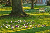 MORTON HALL, WORCESTERSHIRE: WHITE AND PURPLE CROCUS IN THE PARKLAND MEADOW. CROCUSES, CROCI, FEBRUARY, MEADOWS, NATURALISED, MASSES, BENCHES, SEATS