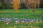MORTON HALL, WORCESTERSHIRE: WHITE AND PURPLE CROCUS IN THE PARKLAND MEADOW. CROCUSES, CROCI, FEBRUARY, MEADOWS, NATURALISED, MASSES