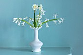 MARBURY HALL, SHROPSHIRE: DESIGNER SOFIE PATON-SMITH, BLUE DINING ROOM, WHITE VASE WITH WHITE DAFFODILS AND HYACINTHS, SPRING, EASTER
