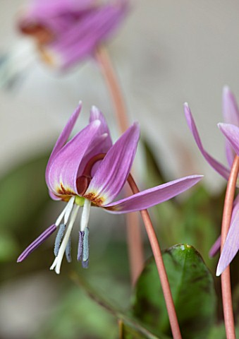 TWELVE_NUNNS_LINCOLNSHIRE_CLOSE_UP_PORTRAIT_OF_PINK_FLOWERS_OF_DOGS_TOOTH_VIOLET_ERYTHRONIUM_DENS_CA