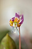 TWELVE NUNNS, LINCOLNSHIRE: CLOSE UP PORTRAIT OF PINK FLOWERS OF DOGS TOOTH VIOLET, ERYTHRONIUM DENS CANIS OLD ABERDEEN, PERENNIALS, SPRING, FLOWERING, BLOOMS, WOODLAND, SHADE