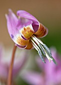 TWELVE NUNNS, LINCOLNSHIRE: CLOSE UP PORTRAIT OF PINK FLOWERS OF DOGS TOOTH VIOLET, ERYTHRONIUM DENS CANIS OLD ABERDEEN, PERENNIALS, SPRING, FLOWERING, BLOOMS, WOODLAND, SHADE