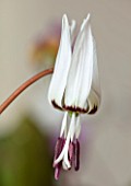 TWELVE NUNNS, LINCOLNSHIRE: CLOSE UP PORTRAIT OF WHITE FLOWERS OF DOGS TOOTH VIOLET, ERYTHRONIUM DENS CANIS SNOWFLAKE, PERENNIALS, SPRING, FLOWERING, BLOOMS, WOODLAND, SHADE
