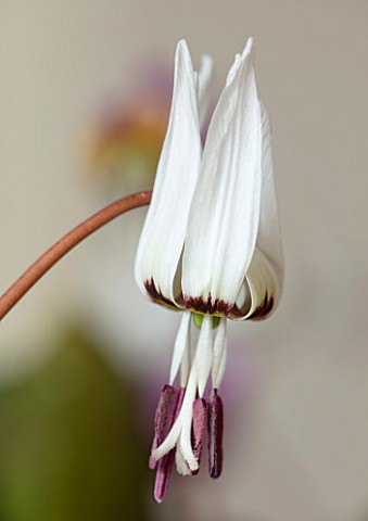 TWELVE_NUNNS_LINCOLNSHIRE_CLOSE_UP_PORTRAIT_OF_WHITE_FLOWERS_OF_DOGS_TOOTH_VIOLET_ERYTHRONIUM_DENS_C