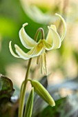 TWELVE NUNNS: CLOSE UP PORTRAIT OF DOGS TOOTH VIOLET - ERYTHRONIUM OREGONUM, ADDERS TONGUE, WHITE, YELLOW, SPRING, FLOWERS, BLOOMS, WOODLAND, BULBS