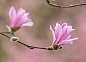 THENFORD GARDENS & ARBORETUM, NORTHAMPTONSHIRE: PLANT PORTRAIT OF DARK PINK, FLOWERS OF MAGNOLIA X LOEBNERI LEONARD MESSEL, BLOOMS, BLOOMING, FLOWERING, SPRING,