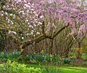 THENFORD GARDENS & ARBORETUM, NORTHAMPTONSHIRE: PINK BLOSSOMS, FLOWERS OF MAGNOLIA X SOULANGEANA AND PRUNUS CERASIFERA PENDULA, SPRING, FLOWERING, TREES, CHERRIES