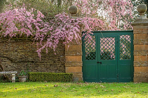 THENFORD_GARDENS__ARBORETUM_NORTHAMPTONSHIRE_GREEN_GATE_WALL_PINK_BLOSSOMS_FLOWERS_OF_PRUNUS_CERASIF
