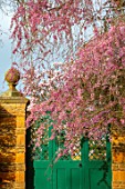THENFORD GARDENS & ARBORETUM, NORTHAMPTONSHIRE: GREEN GATE, WALL, PINK BLOSSOMS, FLOWERS OF PRUNUS CERASIFERA PENDULA, SPRING, FLOWERING, TREES, CHERRIES