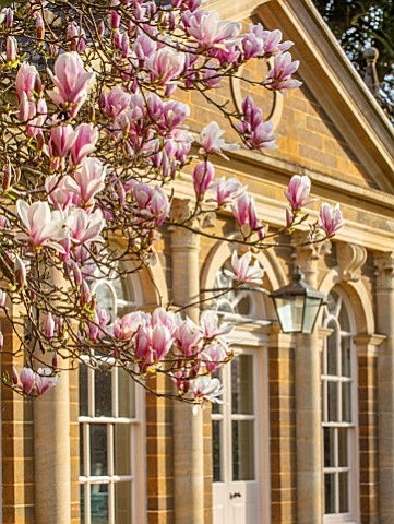 THENFORD_GARDENS__ARBORETUM_NORTHAMPTONSHIRE_PINK_BLOSSOMS_FLOWERS_OF_MAGNOLIA__X_SOULANGEANA_SPRING