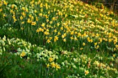 LITTLE MALVERN COURT, WORCESTERSHIRE: PRIMROSES, AND DAFFODILS BESIDE THE LAKE, POND, POOL, BULBS, FLOWERING, SPRING, SHRUBS