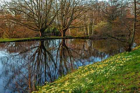 LITTLE_MALVERN_COURT_WORCESTERSHIRE_PRIMROSES_AND_DAFFODILS_BESIDE_THE_LAKE_POND_POOL_BULBS_FLOWERIN