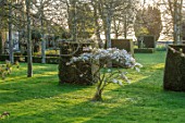 LITTLE MALVERN COURT, WORCESTERSHIRE: LAWN, CLIPPED YEW TOPIARY, MAGNOLIA STELLATA, SPRING