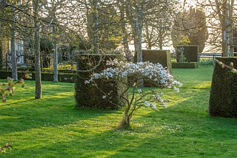 LITTLE_MALVERN_COURT_WORCESTERSHIRE_LAWN_CLIPPED_YEW_TOPIARY_MAGNOLIA_STELLATA_SPRING