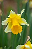THE PICTON GARDEN AND OLD COURT NURSERIES, WORCESTERSHIRE: PLANT PORTRAIT OF YELLOW, CREAM FLOWERS OF DAFFODIL, NARCISSUS MIDTOWN NOBLE. BULBS, SPRING, FLOWERING