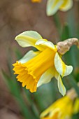 THE PICTON GARDEN AND OLD COURT NURSERIES, WORCESTERSHIRE: PLANT PORTRAIT OF YELLOW, CREAM FLOWERS OF DAFFODIL, NARCISSUS MIDTOWN NOBLE. BULBS, SPRING, FLOWERING