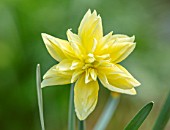 THE PICTON GARDEN AND OLD COURT NURSERIES, WORCESTERSHIRE: PLANT PORTRAIT OF YELLOW, FLOWERS OF DAFFODIL, NARCISSUS EYSTETTENSIS. BULBS, SPRING, FLOWERING, QUEEN ANNES DOUBLE