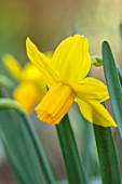 THE PICTON GARDEN AND OLD COURT NURSERIES, WORCESTERSHIRE: PLANT PORTRAIT OF YELLOW, FLOWERS OF DAFFODIL, NARCISSUS LITTLE WITCH. BULBS, SPRING, FLOWERING