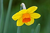 THE PICTON GARDEN AND OLD COURT NURSERIES, WORCESTERSHIRE: PLANT PORTRAIT OF YELLOW, ORANGE FLOWERS OF DAFFODIL, NARCISSUS COPPER BOWL. BULBS, SPRING, FLOWERING