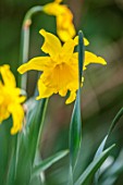 THE PICTON GARDEN AND OLD COURT NURSERIES, WORCESTERSHIRE: PLANT PORTRAIT OF YELLOW, ORANGE FLOWERS OF DAFFODIL, NARCISSUS EMPEROR. BULBS, SPRING, FLOWERING