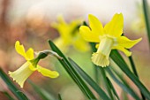 THE PICTON GARDEN AND OLD COURT NURSERIES, WORCESTERSHIRE: PLANT PORTRAIT OF YELLOW, FLOWERS OF DAFFODIL, NARCISSUS WHEATEAR, 1976, BULBS, SPRING, FLOWERING