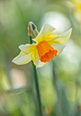 THE PICTON GARDEN AND OLD COURT NURSERIES, WORCESTERSHIRE: PLANT PORTRAIT OF YELLOW, ORANGE FLOWERS OF DAFFODIL, NARCISSUS DAMSON, 1925, BULBS, SPRING, FLOWERING