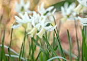 THE PICTON GARDEN AND OLD COURT NURSERIES, WORCESTERSHIRE: PLANT PORTRAIT OF YELLOW, WHITE, CREAM, FLOWERS OF DAFFODIL, NARCISSUS WHEATEAR, BULBS, SPRING, FLOWERING