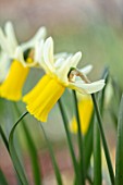THE PICTON GARDEN AND OLD COURT NURSERIES, WORCESTERSHIRE: PLANT PORTRAIT OF YELLOW, CREAM FLOWERS OF DAFFODIL, NARCISSUS PEPYS, 1927, BULBS, SPRING, FLOWERING