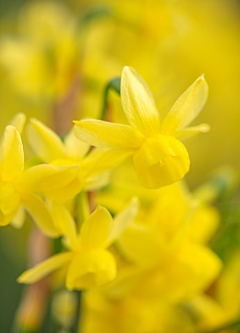 THE_PICTON_GARDEN_AND_OLD_COURT_NURSERIES_WORCESTERSHIRE_PLANT_PORTRAIT_OF_YELLOW_FLOWERS_OF_DAFFODI