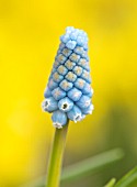 THE PICTON GARDEN AND OLD COURT NURSERIES, WORCESTERSHIRE: PLANT PORTRAIT OF PALE BLUE FLOWERS OF GRAPE HYACINTH, MUSCARI MORGENHIMMEL, BULBS, SPRING