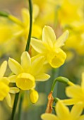 THE PICTON GARDEN AND OLD COURT NURSERIES, WORCESTERSHIRE: PLANT PORTRAIT OF YELLOW FLOWERS OF DAFFODIL, NARCISSUS HAWERA, BULBS, SPRING, FLOWERING