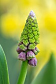 THE PICTON GARDEN AND OLD COURT NURSERIES, WORCESTERSHIRE: PLANT PORTRAIT OF WHITE, GREEN, PURPLE, FLOWERS OF GRAPE HYACINTH, MUSCARI GRAPE ICE, BULBS, SPRING