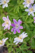THE PICTON GARDEN AND OLD COURT NURSERIES, WORCESTERSHIRE: PLANT PORTRAIT OF PALE PINK FLOWERS OF ANEMONE NEMEROSA WESTWELL PINK, SPRING, FLOWERING, BLOOMING, PERENNIALS