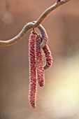 THE PICTON GARDEN AND OLD COURT NURSERIES, WORCESTERSHIRE: PLANT PORTRAIT OF CATKINS OF HAZEL, CORYLUS AVELLANA RED MAJESTIC, PURPLE, HAZELS, SHRUBS