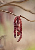 THE PICTON GARDEN AND OLD COURT NURSERIES, WORCESTERSHIRE: PLANT PORTRAIT OF CATKINS OF HAZEL, CORYLUS AVELLANA RED MAJESTIC, PURPLE, HAZELS, SHRUBS