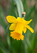 THE PICTON GARDEN AND OLD COURT NURSERIES, WORCESTERSHIRE: PLANT PORTRAIT OF YELLOW FLOWERS OF DAFFODIL, NARCISSUS MIDTOWN ALFIE, BULBS, SPRING, FLOWERING