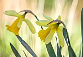 THE PICTON GARDEN AND OLD COURT NURSERIES, WORCESTERSHIRE: PLANT PORTRAIT OF YELLOW FLOWERS OF DAFFODIL, NARCISSUS LADY MARGARET BOSCOWAN, 1898, BULBS, SPRING, FLOWERING