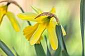 THE PICTON GARDEN AND OLD COURT NURSERIES, WORCESTERSHIRE: PLANT PORTRAIT OF YELLOW FLOWERS OF DAFFODIL, NARCISSUS LADY MARGARET BOSCOWAN, 1898, BULBS, SPRING, FLOWERING