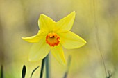 THE PICTON GARDEN AND OLD COURT NURSERIES, WORCESTERSHIRE: PLANT PORTRAIT OF YELLOW, ORANGE FLOWERS OF DAFFODIL, NARCISSUS BATHS FLAME, BULBS, SPRING, FLOWERING, HEIRLOOM