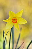 THE PICTON GARDEN AND OLD COURT NURSERIES, WORCESTERSHIRE: PLANT PORTRAIT OF YELLOW, ORANGE FLOWERS OF DAFFODIL, NARCISSUS BATHS FLAME, BULBS, SPRING, FLOWERING, HEIRLOOM