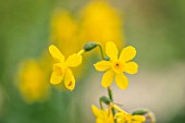 THE PICTON GARDEN AND OLD COURT NURSERIES, WORCESTERSHIRE: PLANT PORTRAIT OF YELLOW FLOWERS OF DAFFODIL, NARCISSUS TWINKLING YELLOW, AGM, JONQUILLA, BULBS, SPRING, FLOWERING