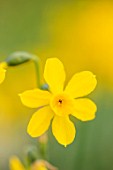 THE PICTON GARDEN AND OLD COURT NURSERIES, WORCESTERSHIRE: PLANT PORTRAIT OF YELLOW FLOWERS OF DAFFODIL, NARCISSUS TWINKLING YELLOW, AGM, JONQUILLA, BULBS, SPRING, FLOWERING